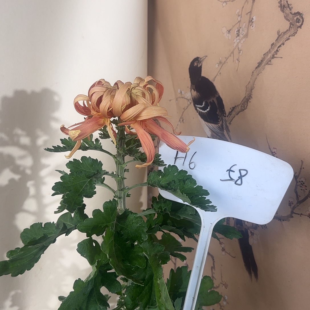 全部花朵H6666666