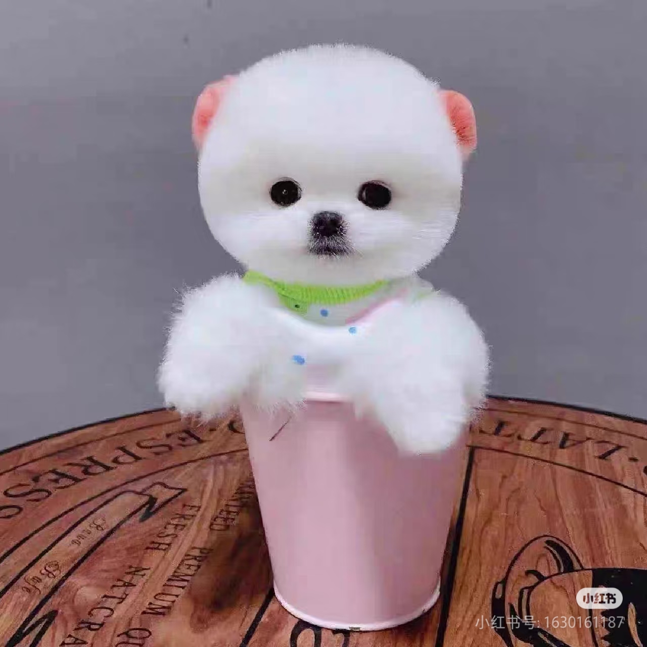 乐宠汇精品博美茶杯犬