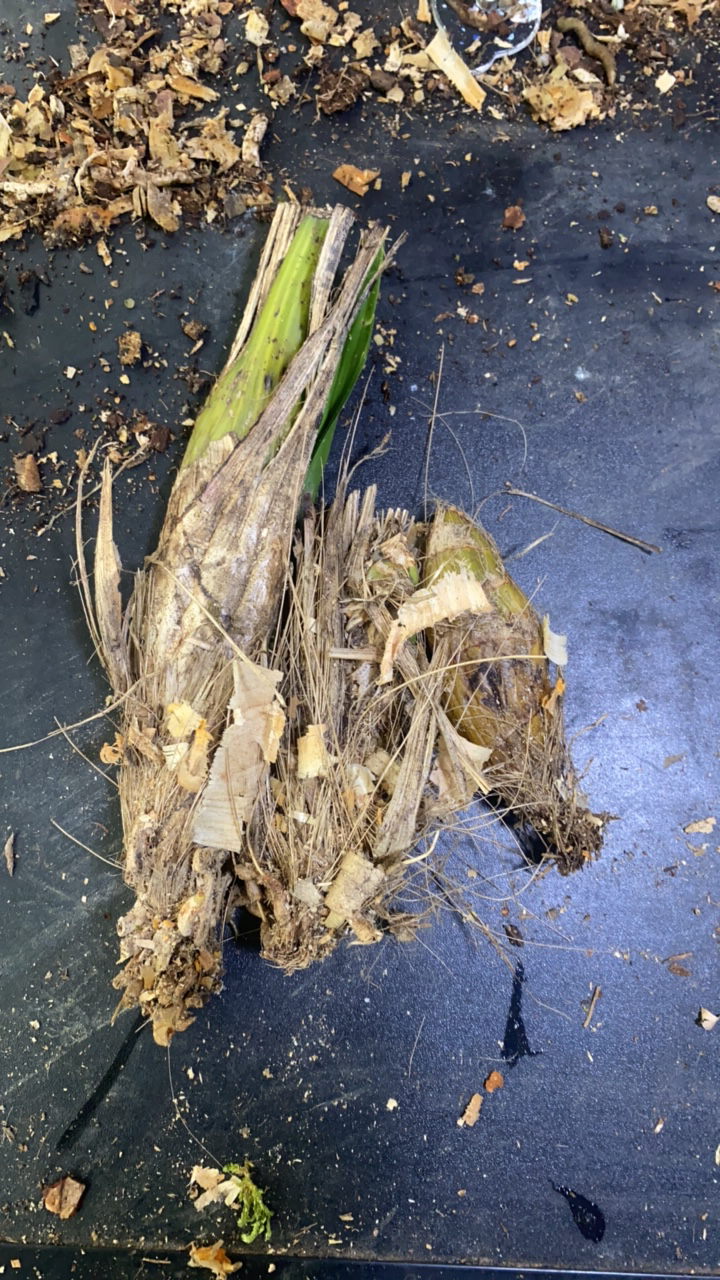 虎头兰多品类芦头苗