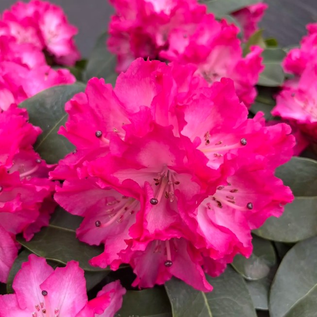 红粉佳人高山杜鹃原盆原土发货四个花苞