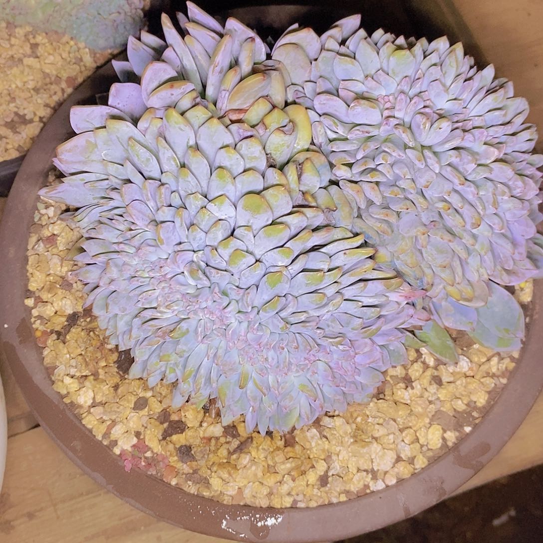 多肉植物缀缀福利