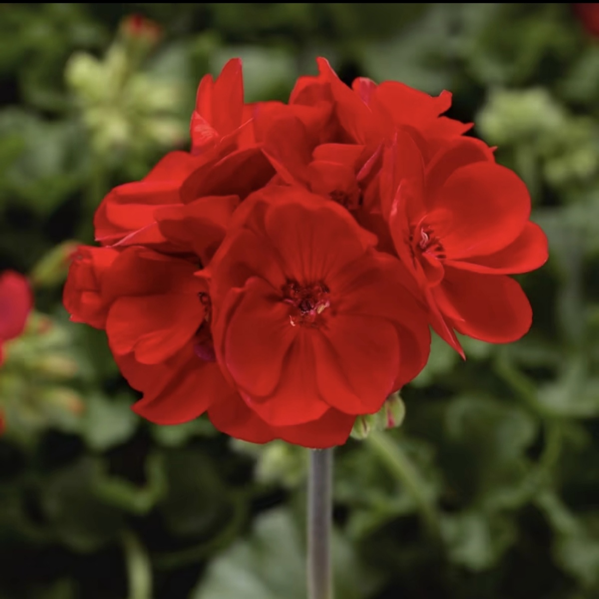 红丝绒微重瓣直立系天竺葵