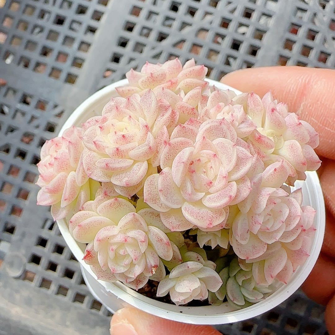 1231-39（ttp-229）优选