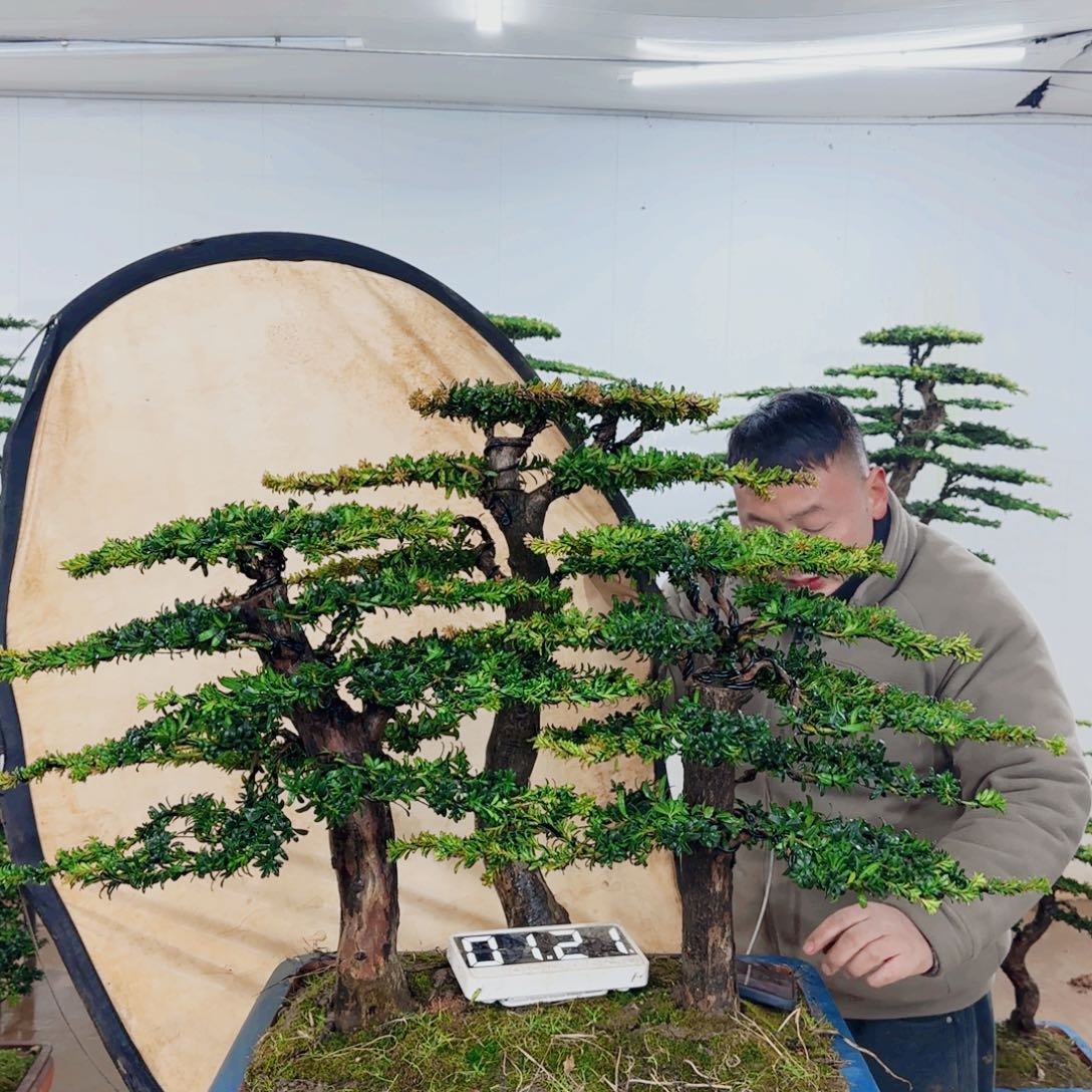 心***5无花朵盆景园林……