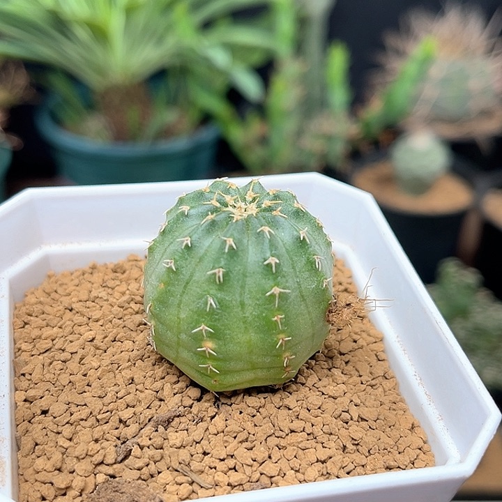 无花朵控养实生明石丸