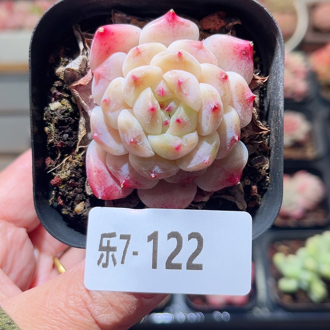 乐7-122 秘境冰魄 