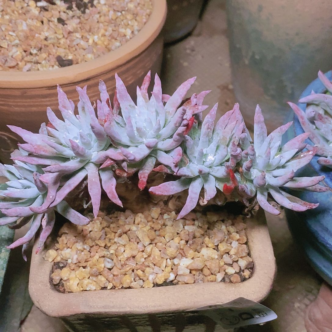 【闪购商品】雪花多肉2228