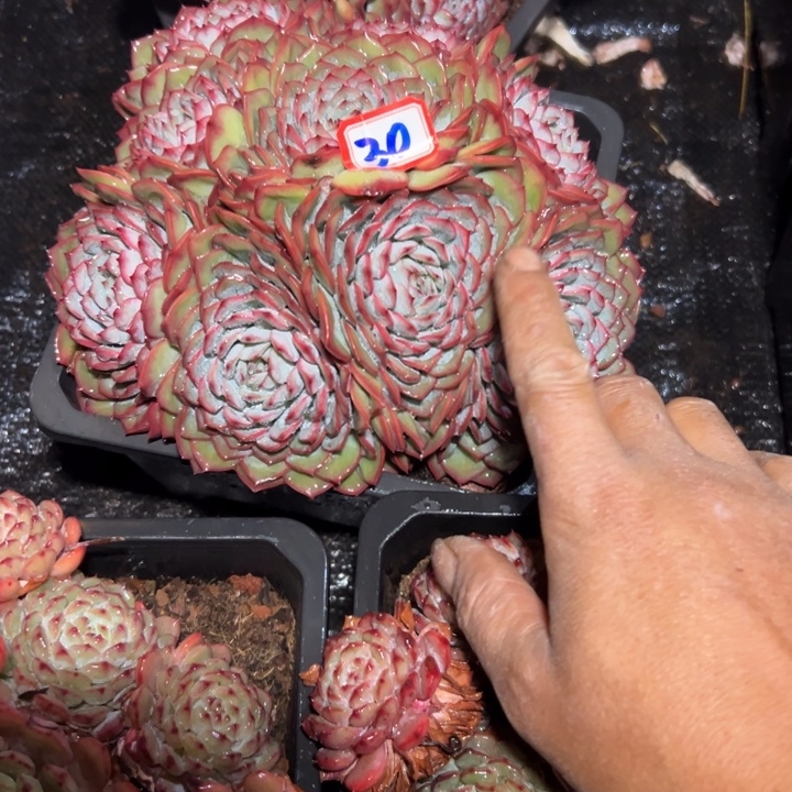 旗***门精品多肉植物老桩