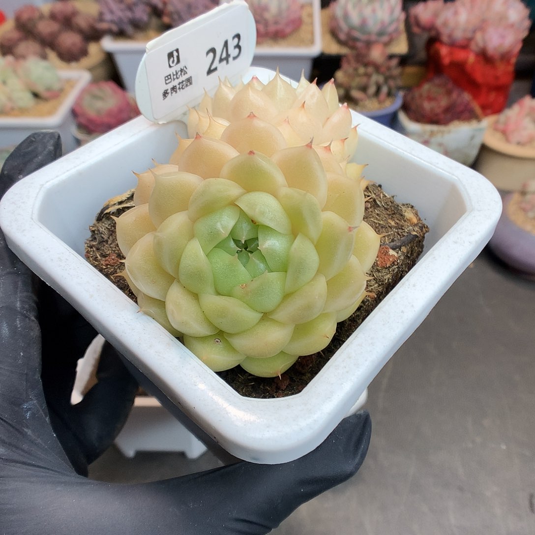 243 双头透黄包子脸麦杆