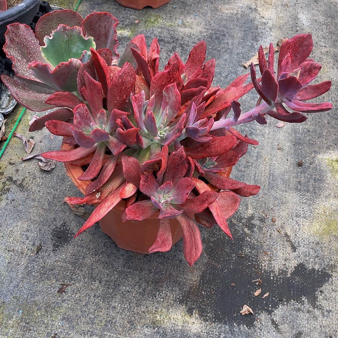 英***英钻石锦多肉植物群