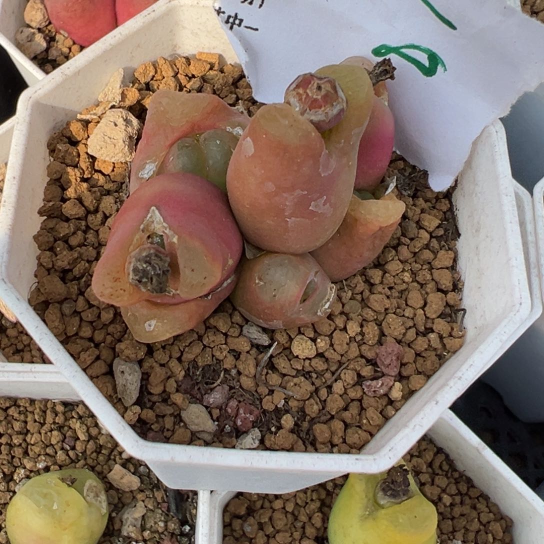 o*26-118肉锥多肉植物，