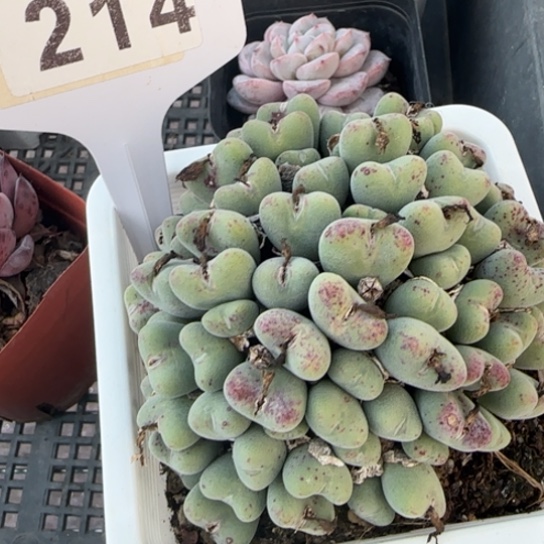 214口笛一物一拍多肉