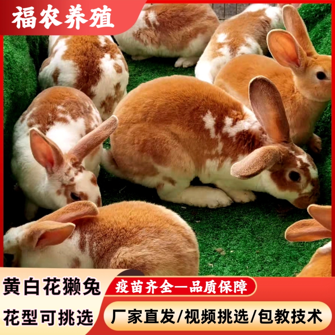 黄白花獭兔活体食用观赏兔花型可挑选