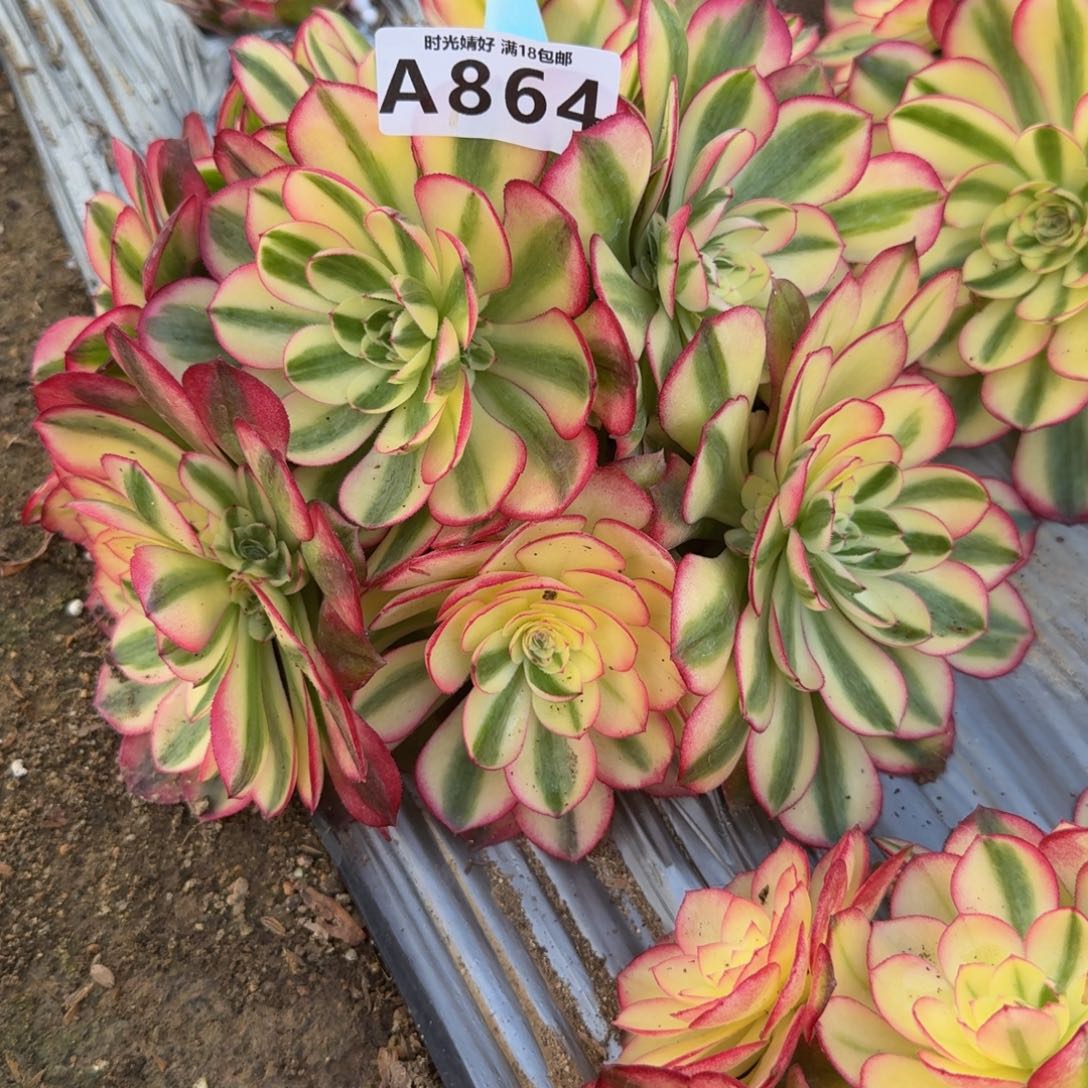 改*864荔枝。多肉植物