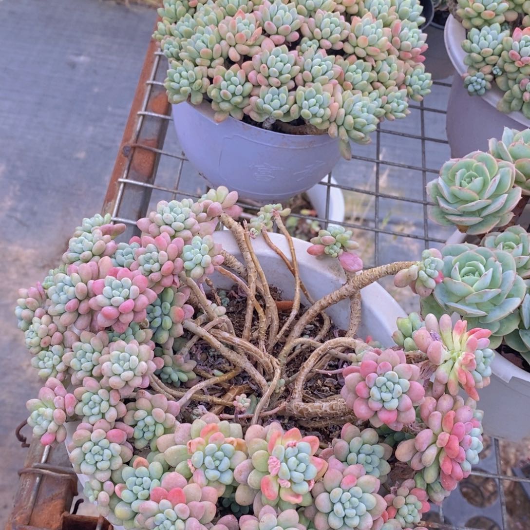 老桩大盆群洛可可一盆