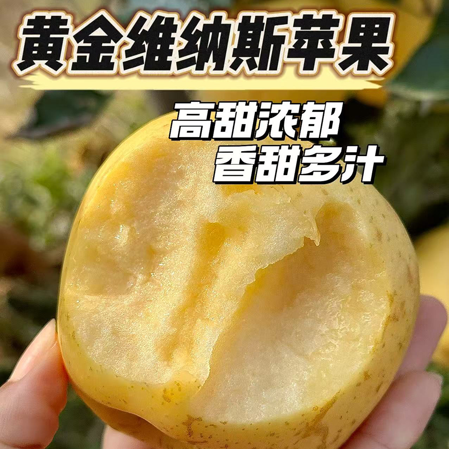 【甜甜的很好吃！黄金维纳斯苹果】闻着就香！细腻无渣水分充足！