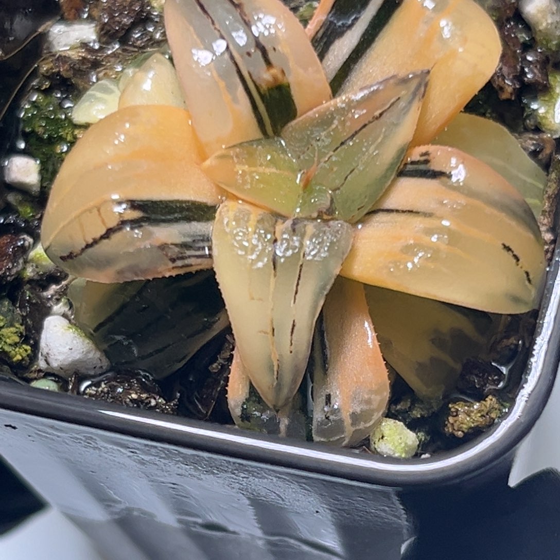 恭喜发财大吉大利1344