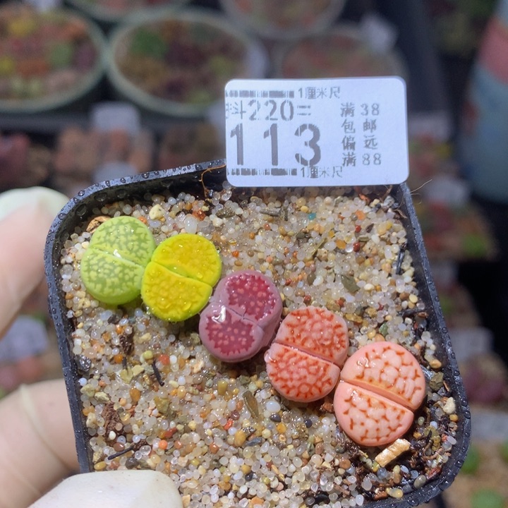 精品生石花220.113