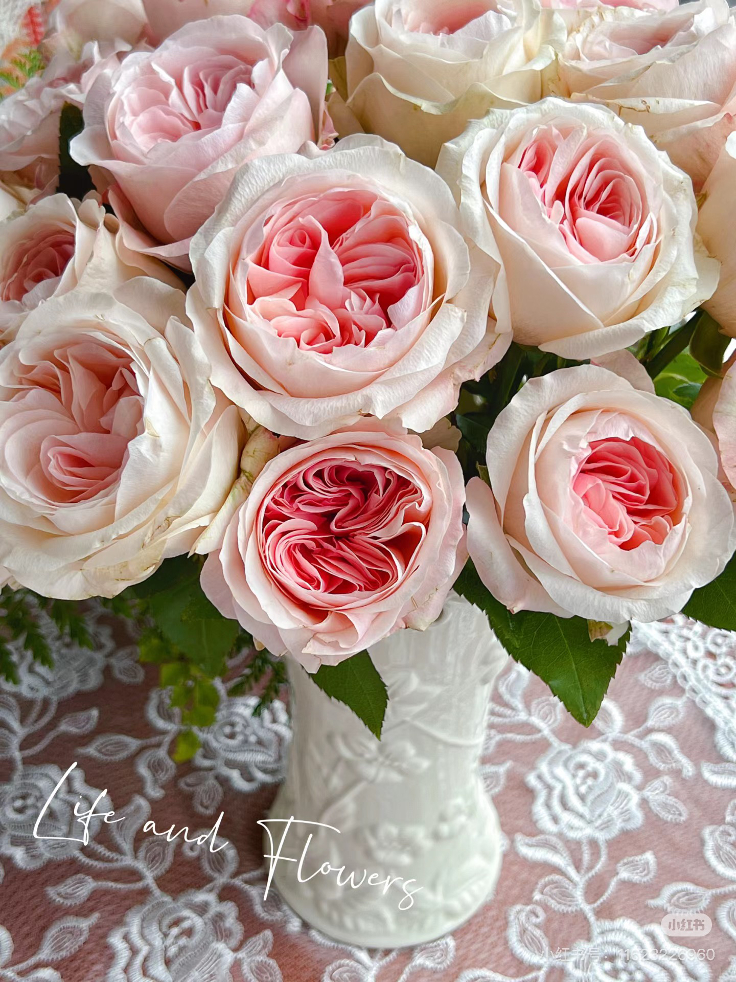 （单头玫瑰）凯瑟琳10支！三件顺丰空运20%不售后