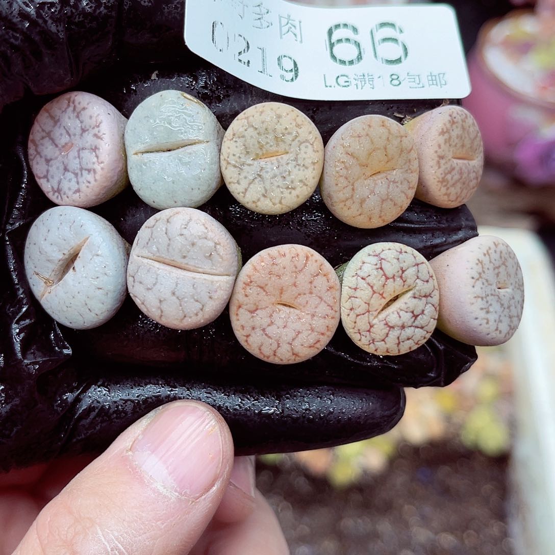 生石花满18包邮19-66