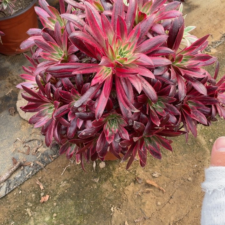 218孔雀锦法师断枝不售后