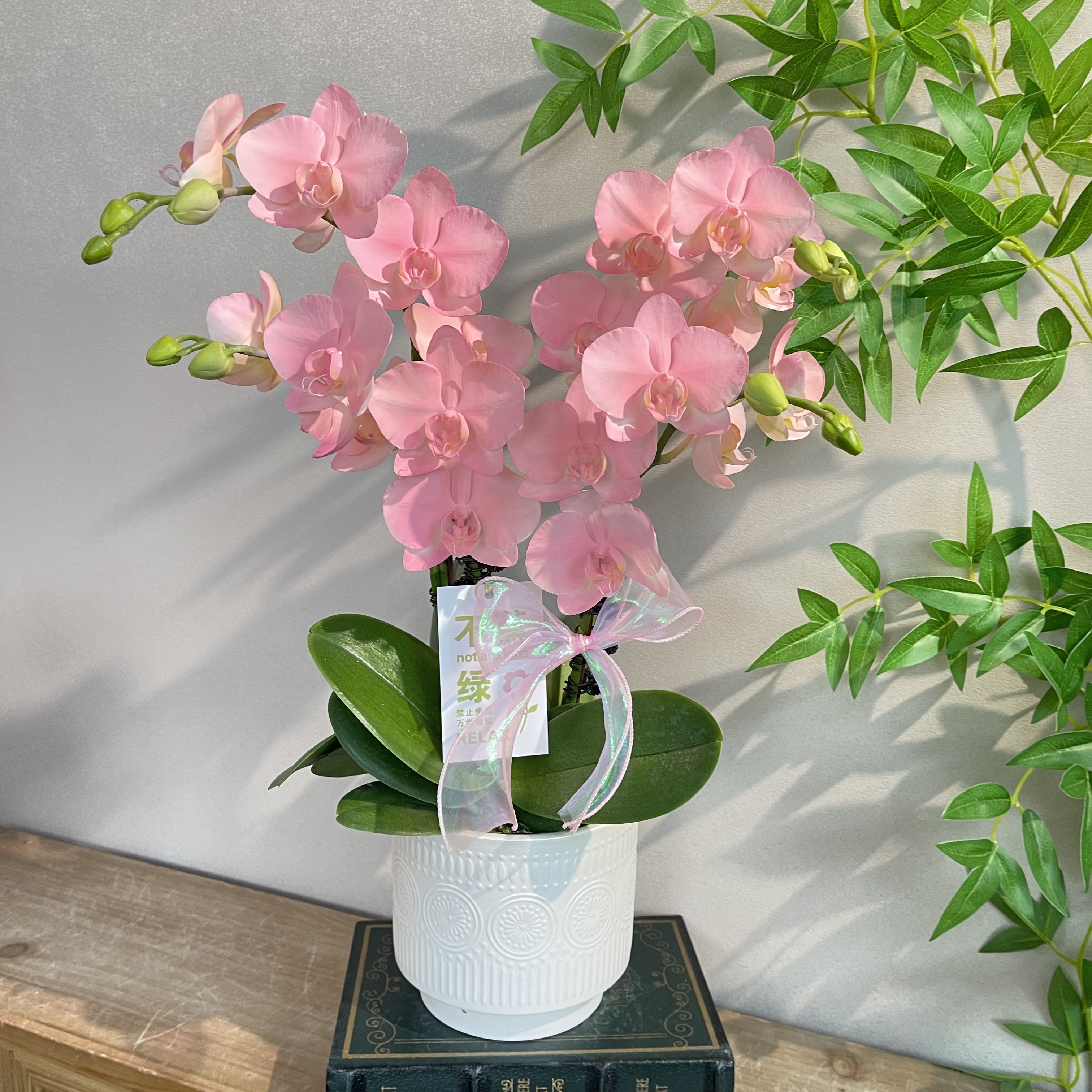 蝴蝶兰《水蜜桃》梦幻色系 稀缺艺术喷色工艺 好养耐养 基地直发