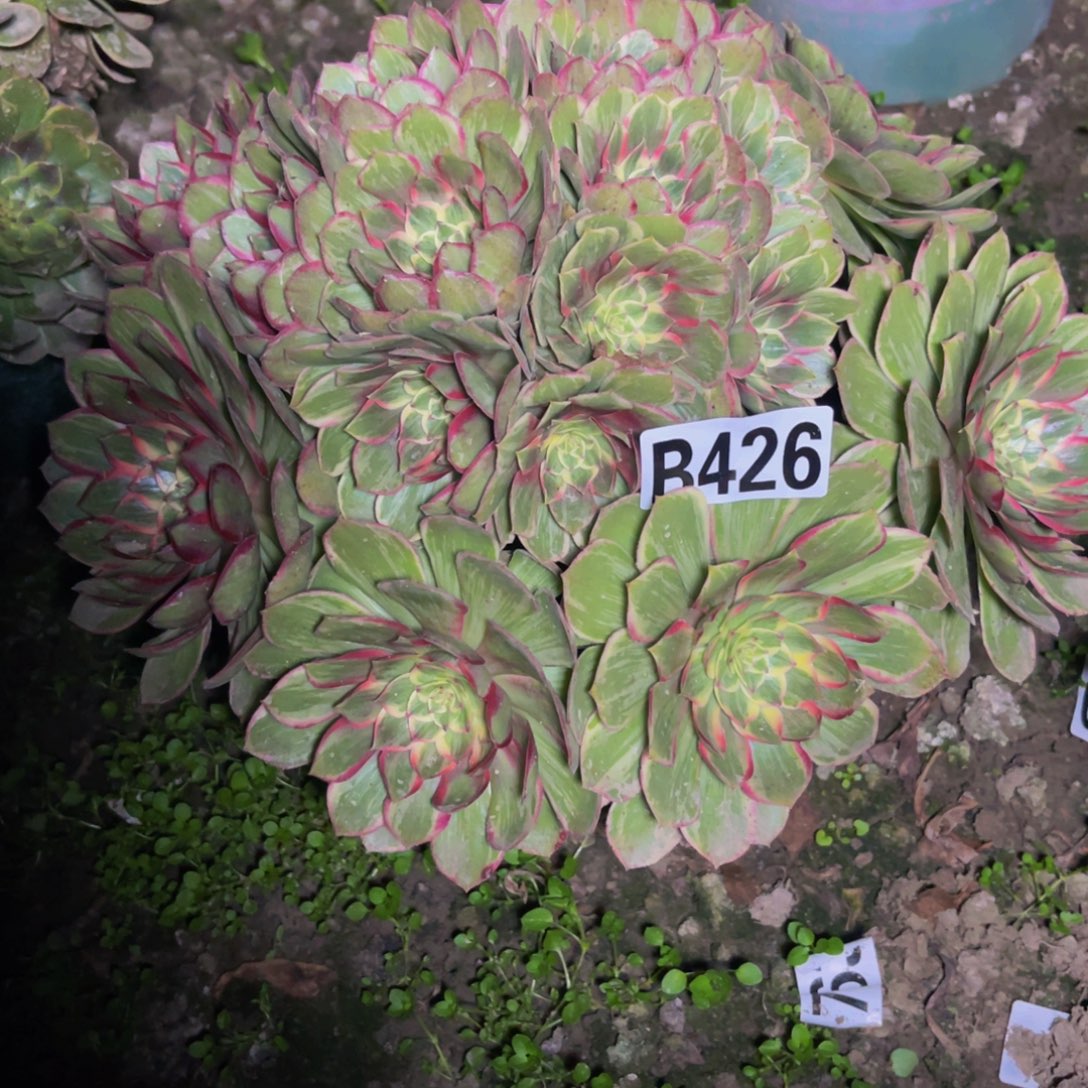 莲花座法师26///23包邮