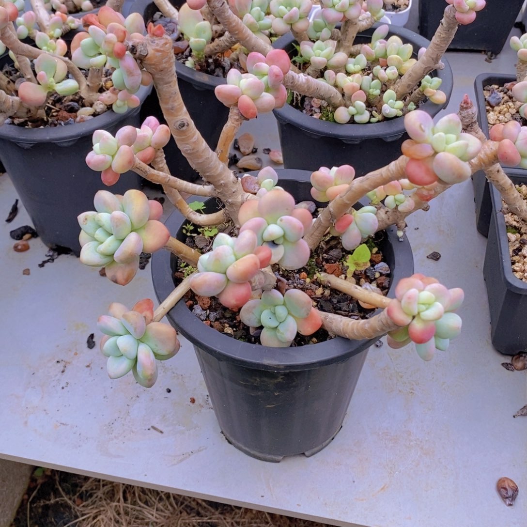 樱花洛神老桩有砍多肉植物