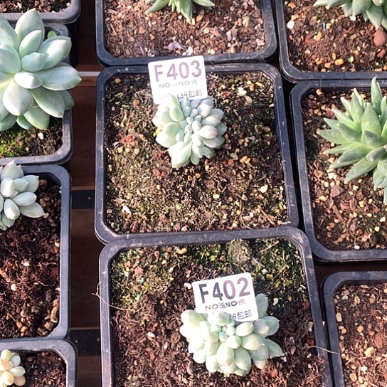 叶插哥特2颗402，403