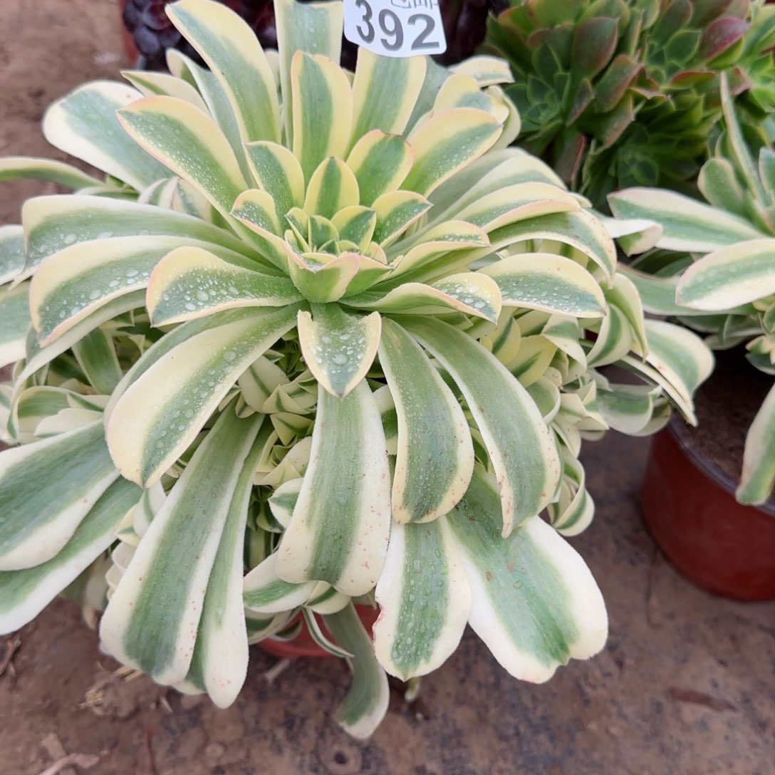 绿豆沙多肉392满28包邮断枝不包