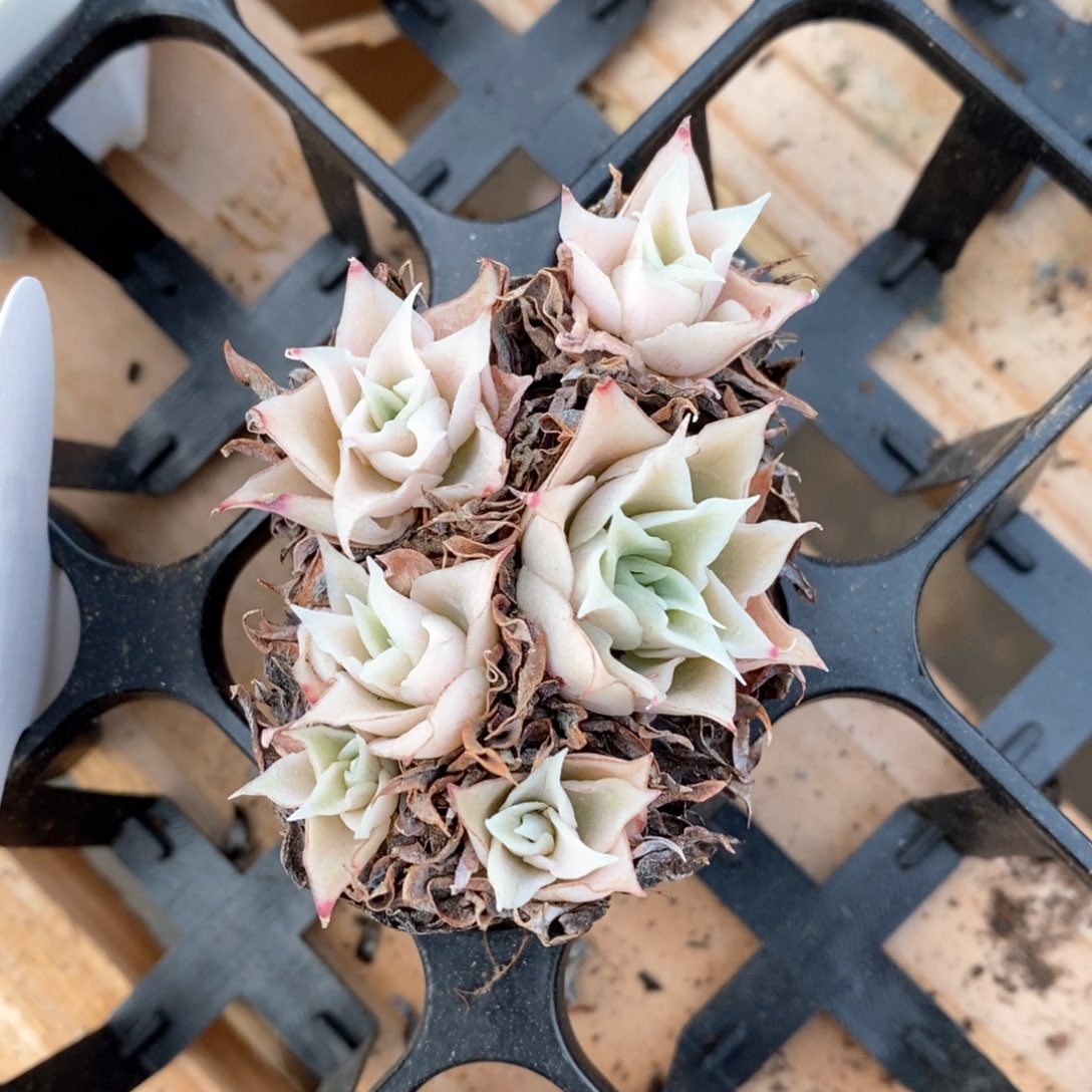 精品多肉一物一拍不包整151