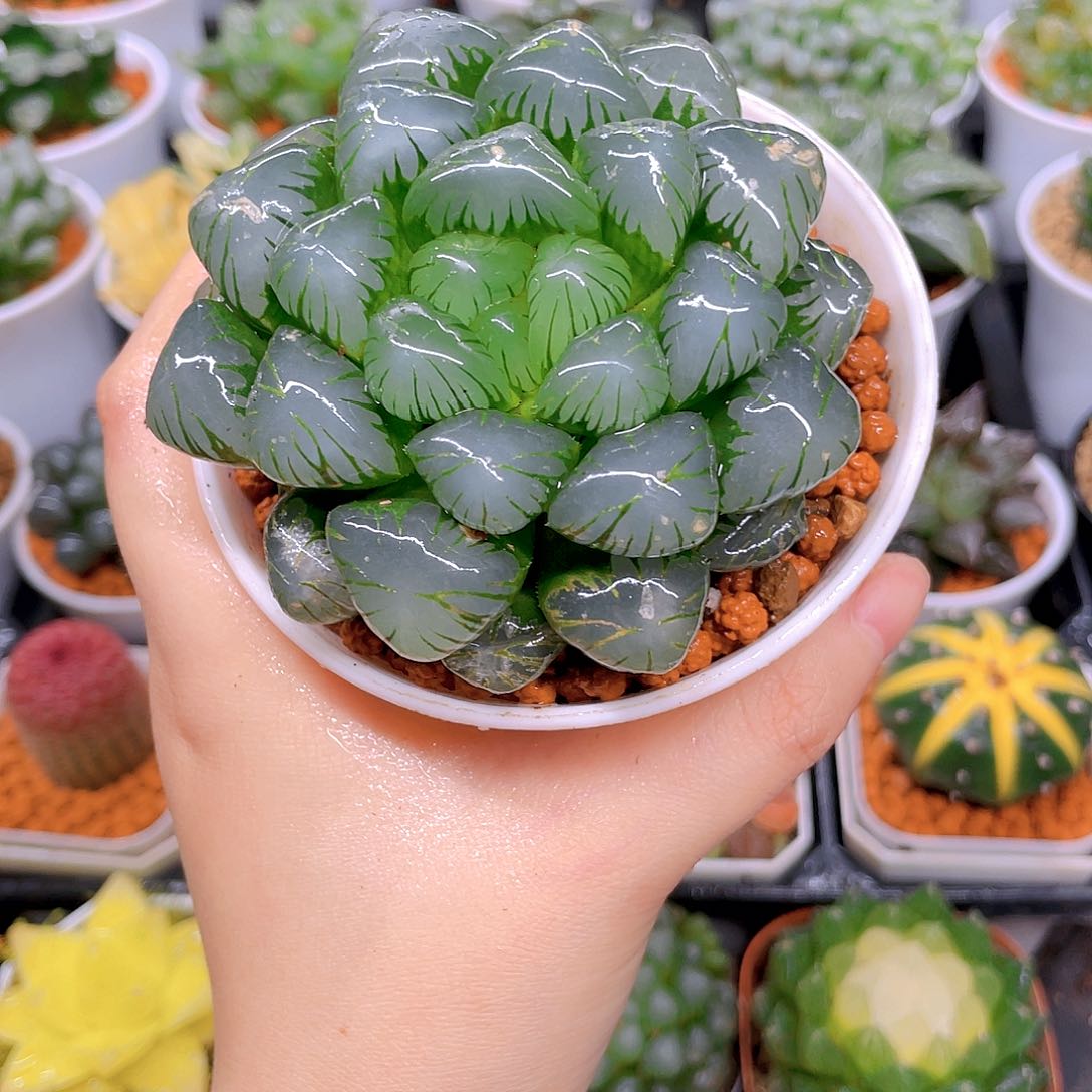 母本潘氏冰灯，万象盆