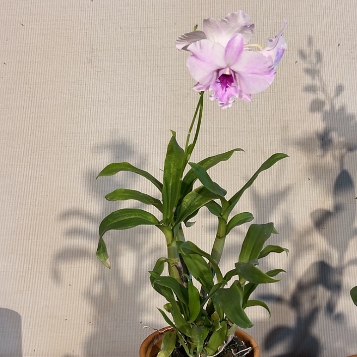 当前无花朵，栽培后可花朵粉卡801