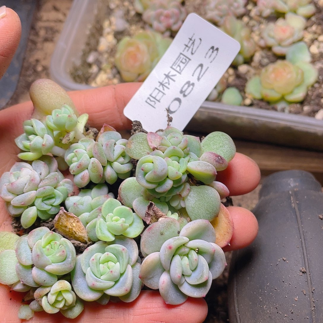 多肉植物多肉植物823