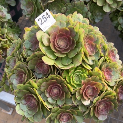 254万拉丝朵朵30厘米左右