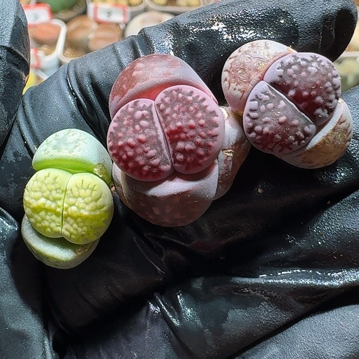 生石花111111112。   532