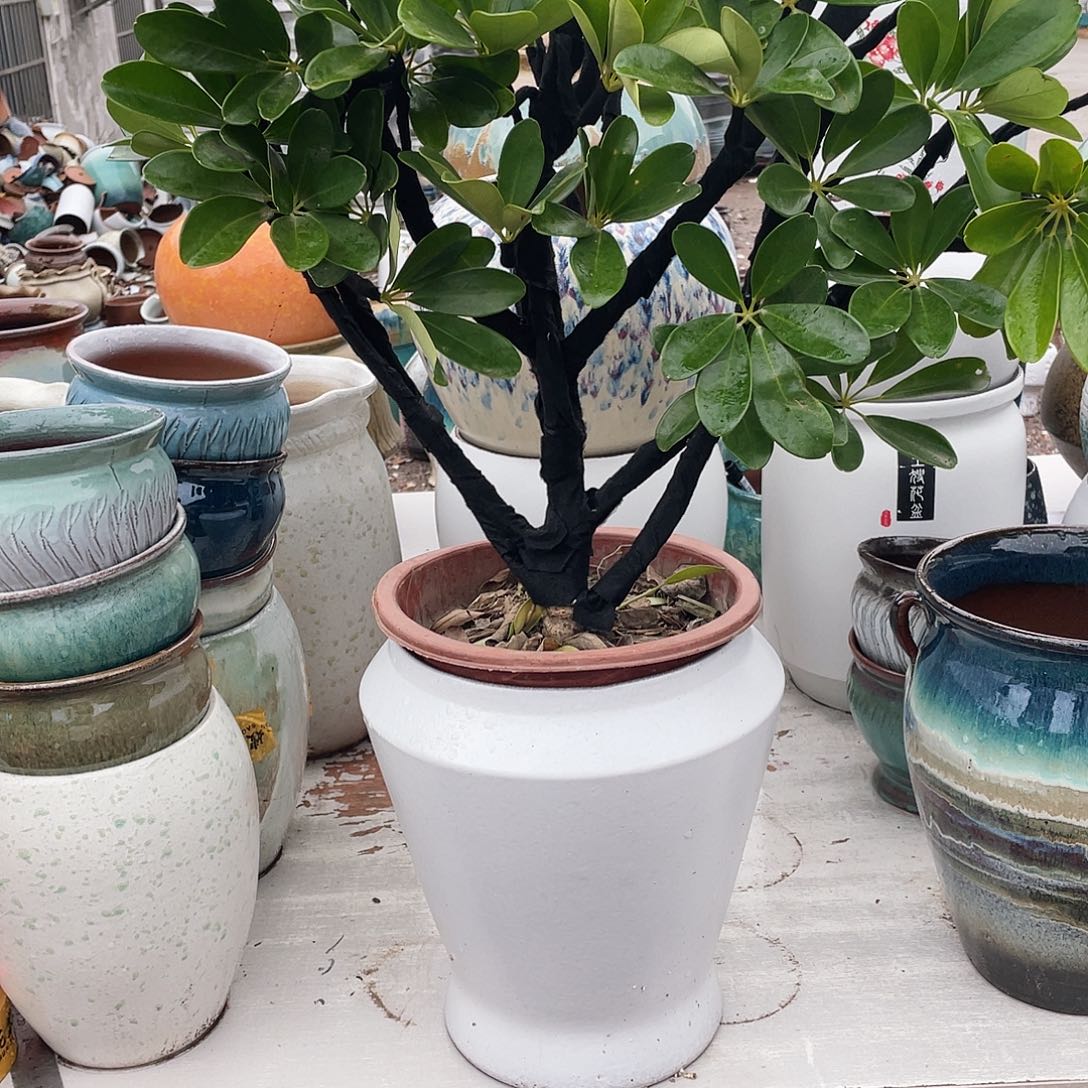 红陶王嫂花盆0201-宋白大收口