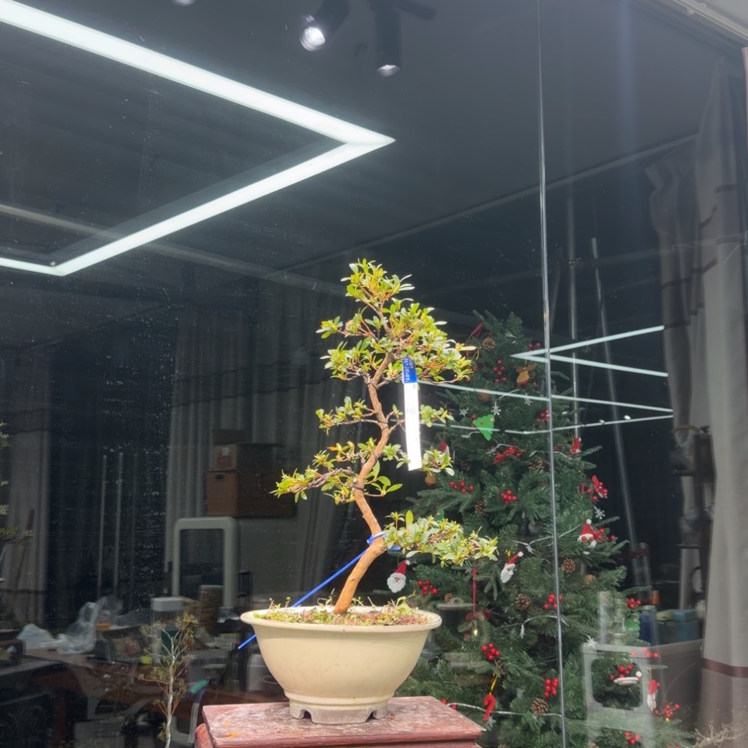 听***雪无花朵花卉苗木花卉苗木6667