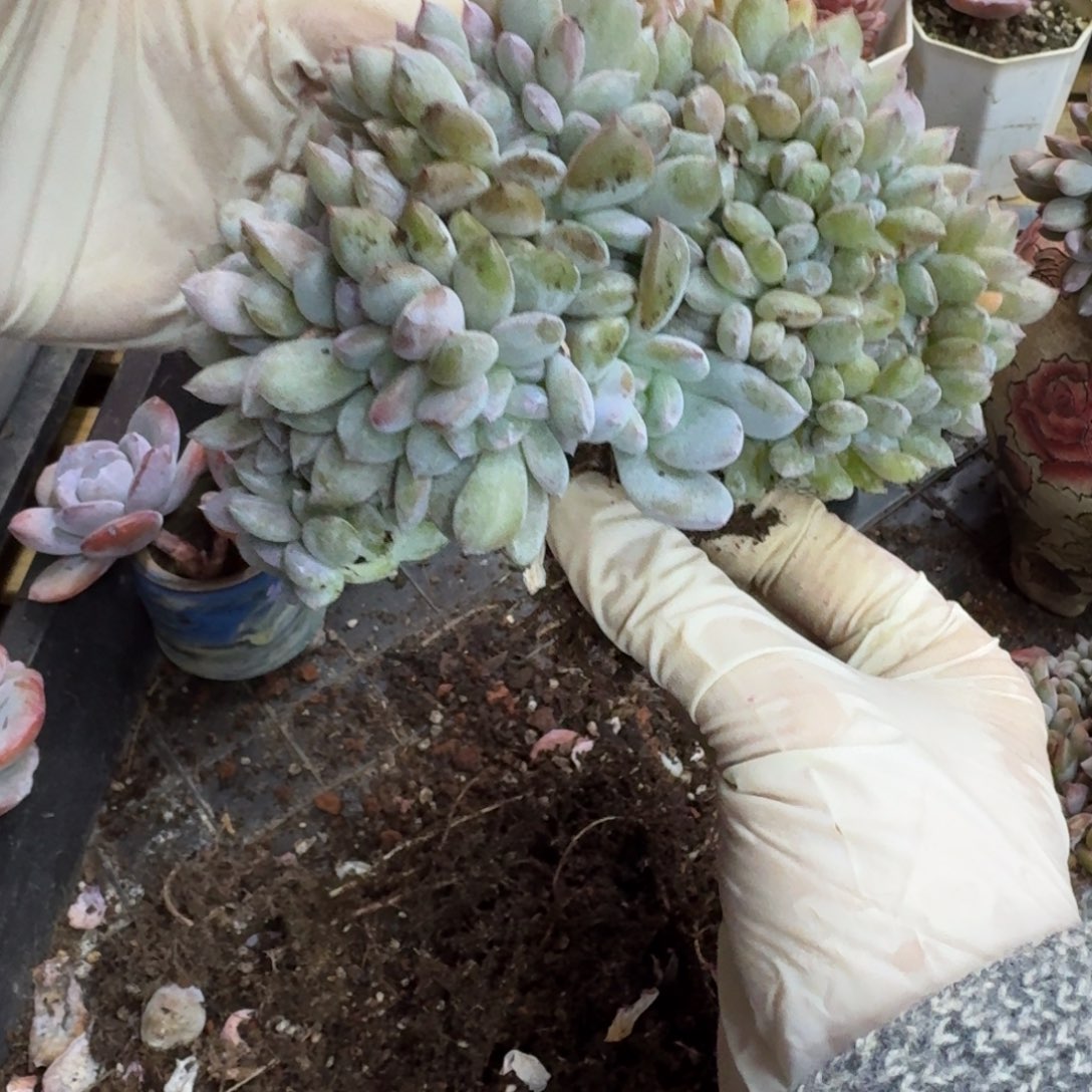 *****哈哈哈哈哈哈哈哈哈哈