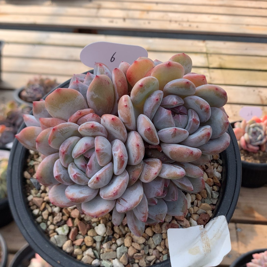 13厘米六头有砍紫皮石榴籽 大脸 6