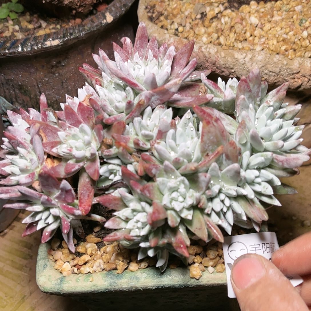 9053苹果白菊仙女杯多肉