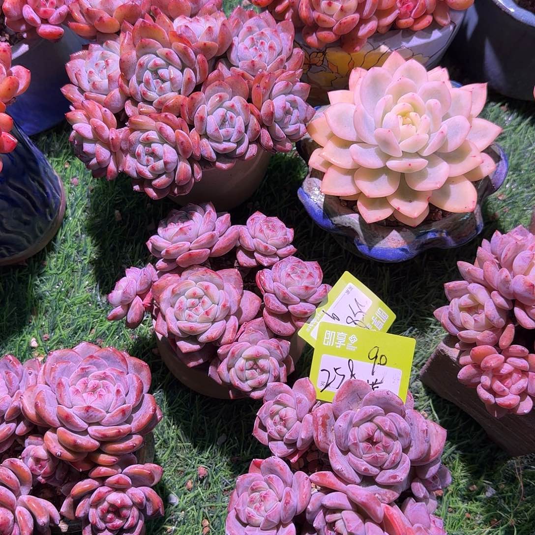 2***8星影群生两颗一组带盆