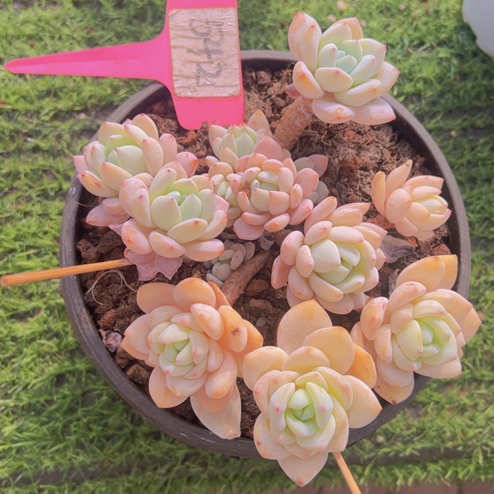 健健康康平平安安