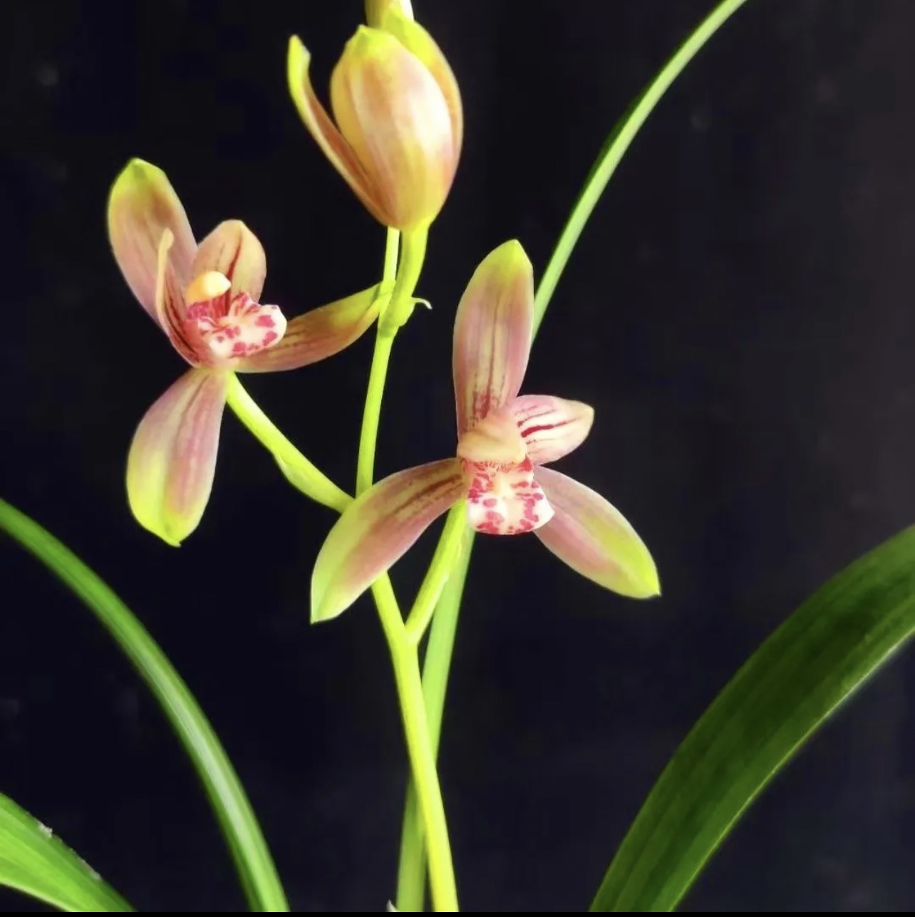 建兰【花仙子】花期6月到12月浓香型自然棚养殖兰花