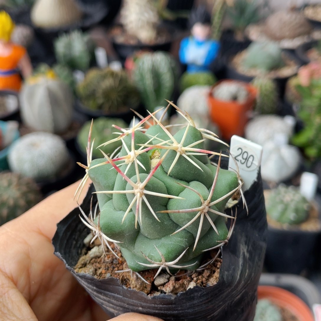 仙人球满28包邮盆口径5公分大红鹰