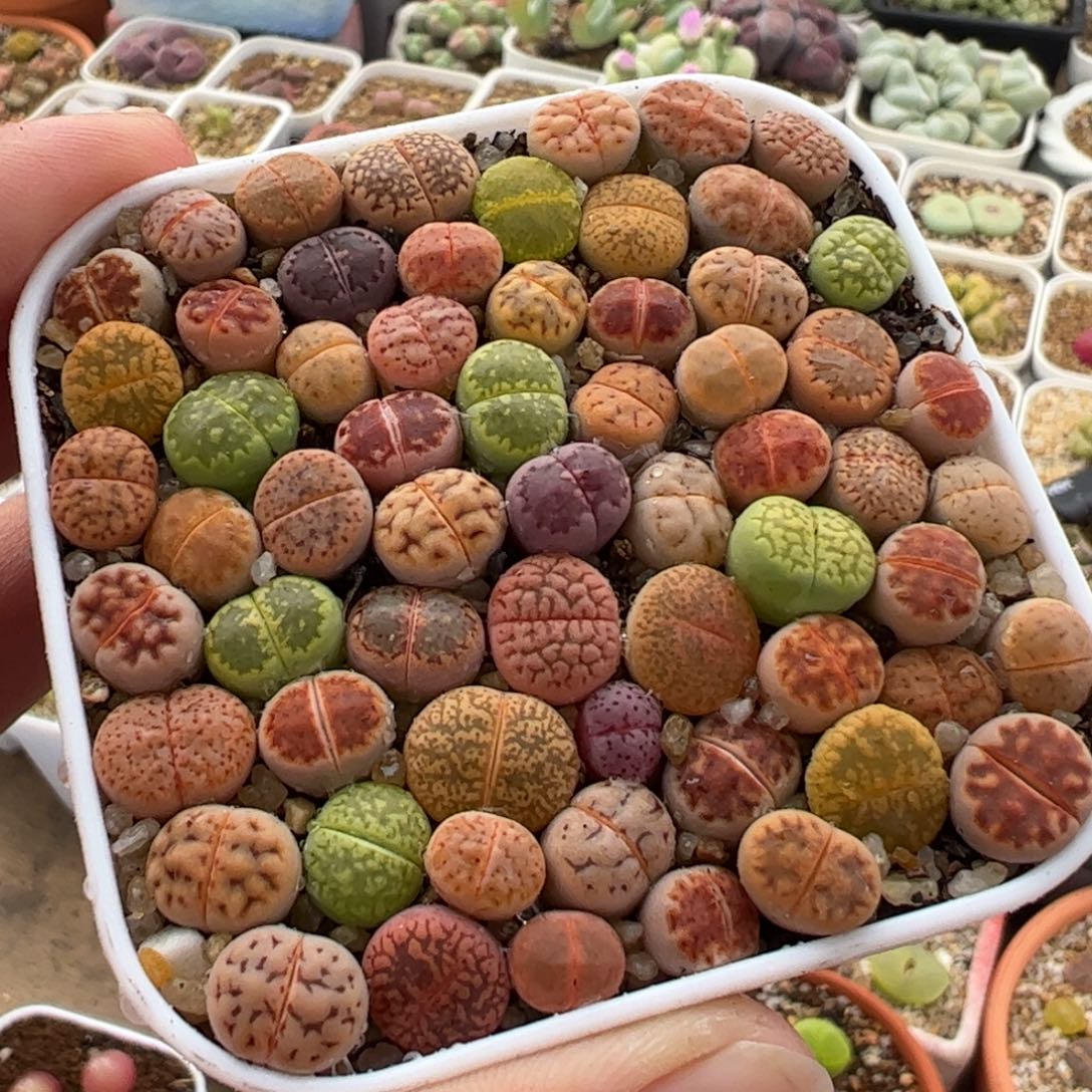 452多肉植物百科