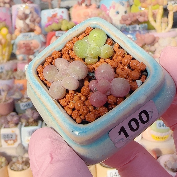 L三色奶酪 盆口4cm