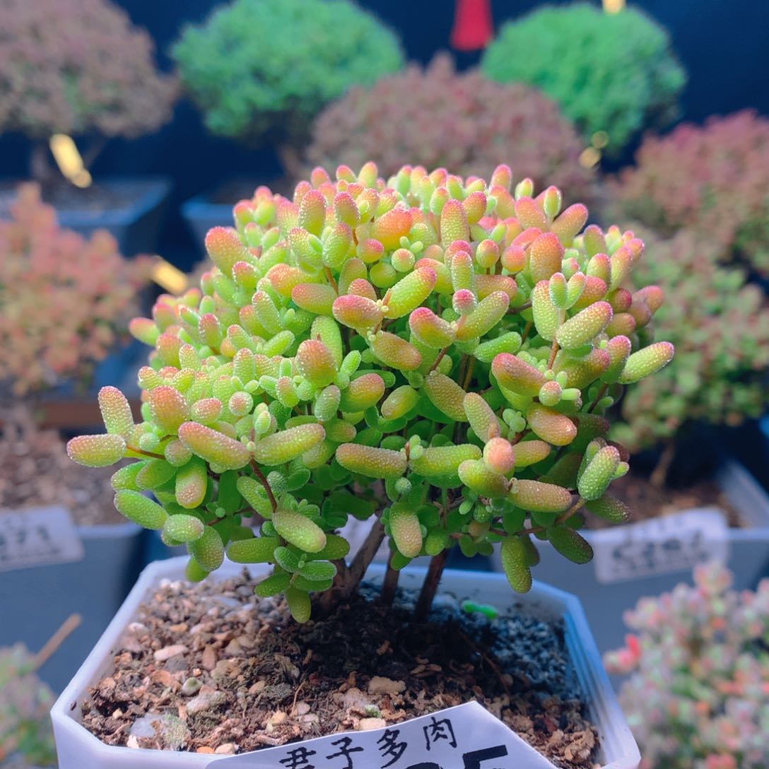 c335蜜橘糖球枝干番杏