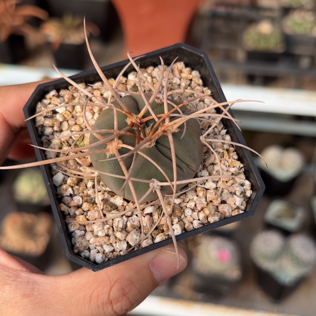 实生光林 脱土发货 