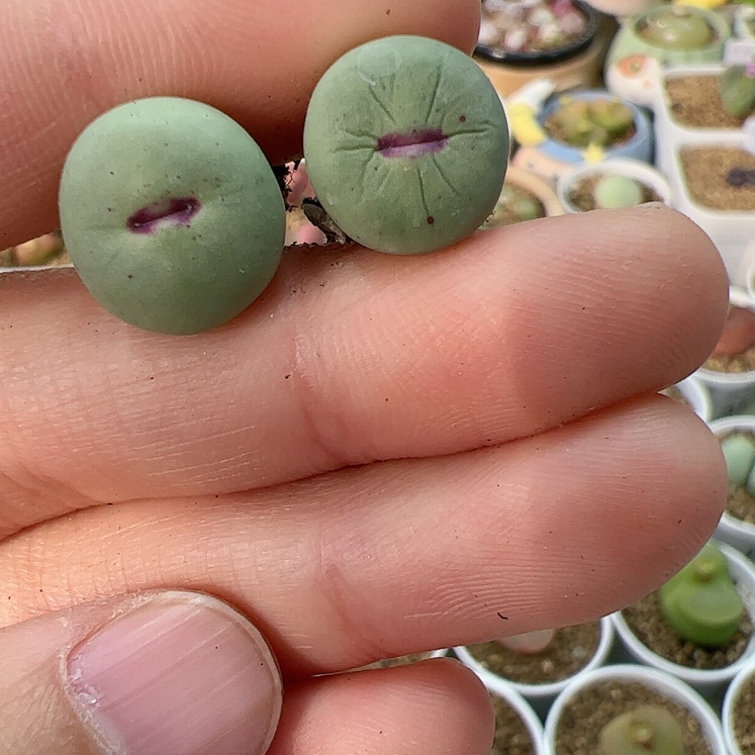 【闪购商品】377 红嘴